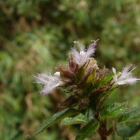 Pogostemon hirsutus Benth.